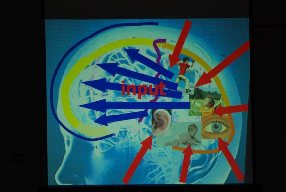 brain with arrows from the back to the front